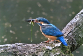 <p>LEDŇÁČEK ŘÍČNÍ (Alcedo attis) Šluknovsko - Jiříkov /Common kingfisher - Eisvogel/</p>